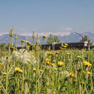 A field of wildflowers with a mountainous backdrop.