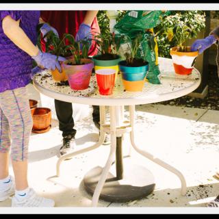 People engaged in gardening, repotting plants at an outdoor table with colorful pots.