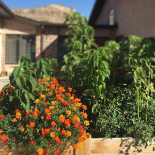 A vibrant garden with blooming flowers and lush green plants in front of a house.