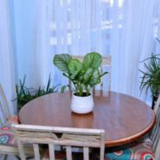 A cozy dining area with a round wooden table, surrounded by chairs and decorated with an indoor plant.
