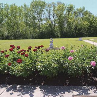 A beautiful garden with blooming flowers and lush greenery on a sunny day.