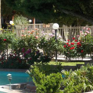 A serene garden with vibrant flowers and a nearby pool, surrounded by a decorative fence.