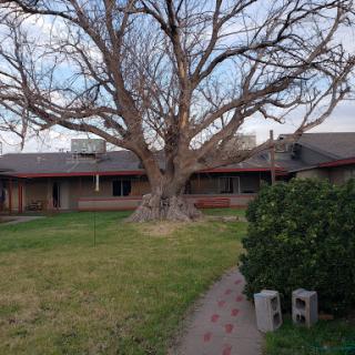 A large tree stands in the yard of a building, creating a serene outdoor atmosphere.