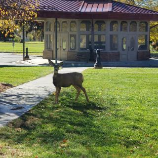 A deer grazing in a sunny park setting.