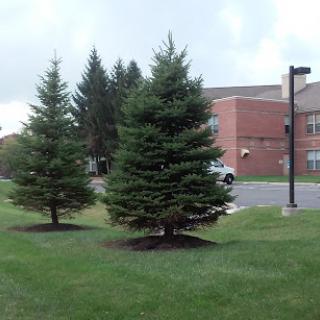 A pair of evergreen trees standing on a grassy area beside a building.