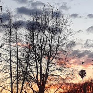 A serene sunset with silhouetted trees and birds in the sky.