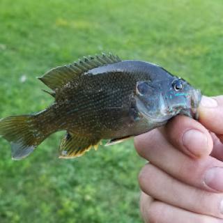 A person holding a freshly caught bluegill fish.