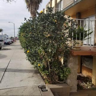 A sidewalk lined with bushes and a palm tree next to an apartment building in a residential area.