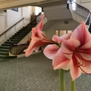 A blooming amaryllis flower in an elegant interior with a grand staircase.