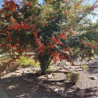A vibrant tree showcasing autumn colors in a landscaped garden.