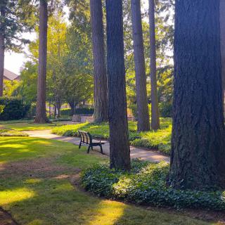 A serene park scene with tall trees, a winding pathway, and a bench basked in sunlight.