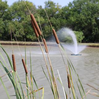 A serene pond featuring a fountain and cattails swaying in the gentle breeze.