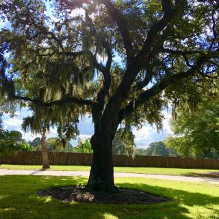 A majestic oak tree with sunlight filtering through its branches.