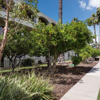 A landscaped sidewalk with trees and bushes in front of a building.