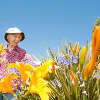 Elderly woman in a sunhat enjoying a vibrant flower garden on a sunny day.