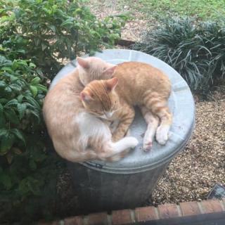 Two cats sleeping on a trash can outside.