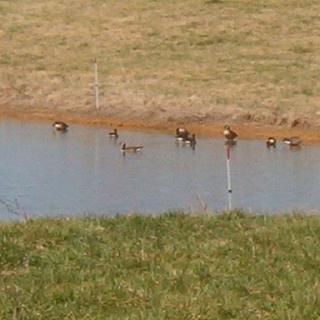 A group of ducks swimming in a pond surrounded by grassy fields.