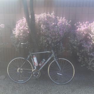 A bicycle parked beside blooming flowers, capturing a serene moment in nature.