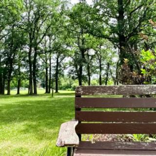 A tranquil park scene with a wooden bench and lush green trees.