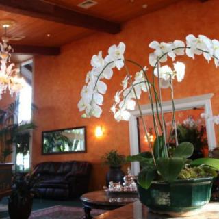 A beautifully decorated lobby featuring white orchids and warm orange walls.