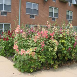 A vibrant flower garden in front of a brick building with windows and a sidewalk.