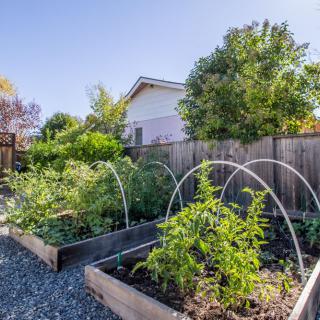 A backyard vegetable garden with raised beds and various plants thriving under a clear blue sky.