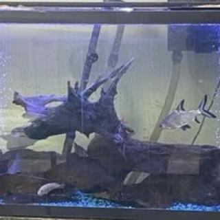 An aquarium with fish and decorative elements.