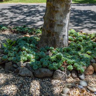 A garden with succulents planted around the base of a tree, bordered by rocks.