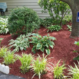 A well-maintained garden with various plants and red mulch.