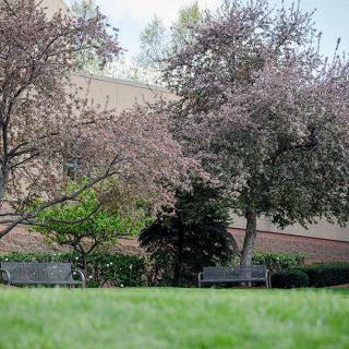 A serene park scene with benches under blossoming trees.