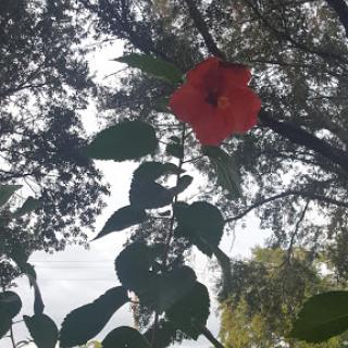 A vibrant red flower peeks through the green leaves, showcasing nature's beauty.