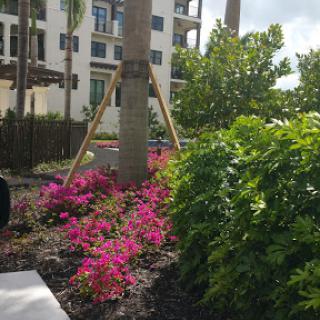 A vibrant garden featuring blooming flowers and lush greenery, set against a modern building.