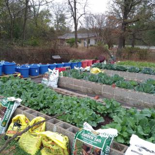 A well-maintained vegetable garden with raised beds and lush green plants.