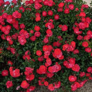 A vibrant bush of red roses in full bloom.