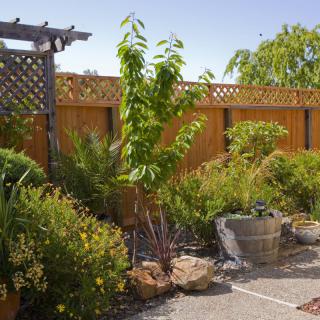 A sunny garden with various plants and a young tree next to a wooden fence.