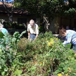 People tending to a garden on a sunny day.