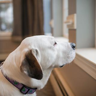 A dog looking out the window, seemingly waiting for someone to arrive.