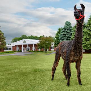 A llama stands proudly in a grassy area in front of a building.