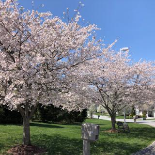 Beautiful cherry blossom trees in full bloom on a clear spring day.