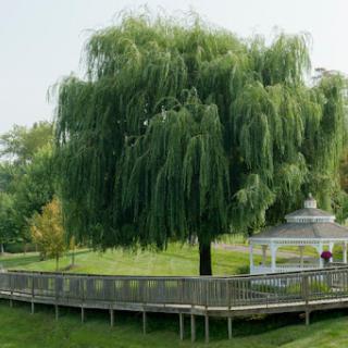 A serene view of a weeping willow tree beside a gazebo in a tranquil park setting.