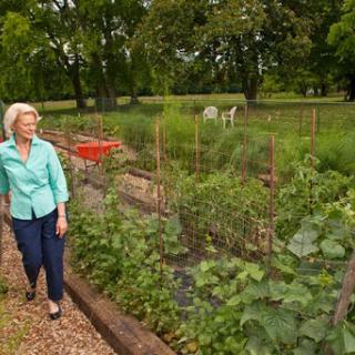 A woman strolling through a lush vegetable garden, enjoying the beauty of nature.