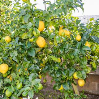 A lemon tree full of ripe yellow lemons in a garden.