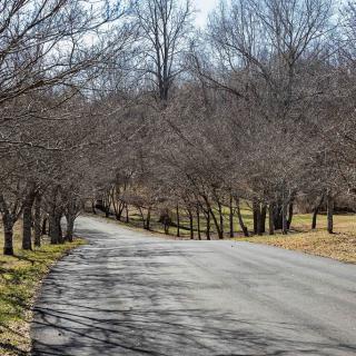 A winding road lined with barren trees on a clear winter day.