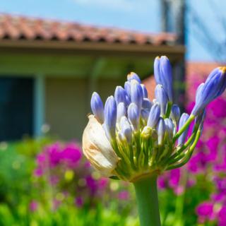 A close-up of a budding flower in a vibrant garden setting.