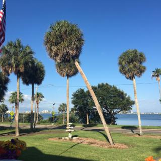 A scenic view of palm trees by the lake under a clear blue sky.
