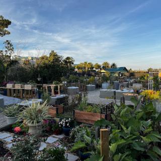 A beautiful community garden filled with various plants under a clear blue sky.