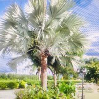 A scenic view of a palm tree amidst lush greenery under a blue sky.