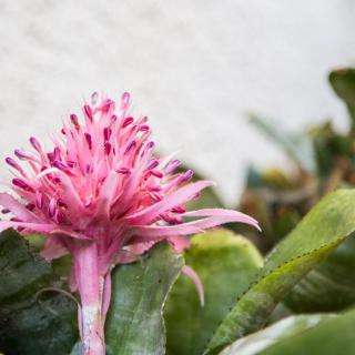 A vibrant pink tropical flower surrounded by lush green leaves.