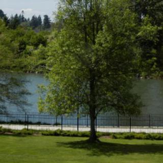 A serene park view with a tree by the lake.