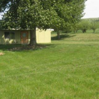 A small shed next to a large tree in a grassy field.